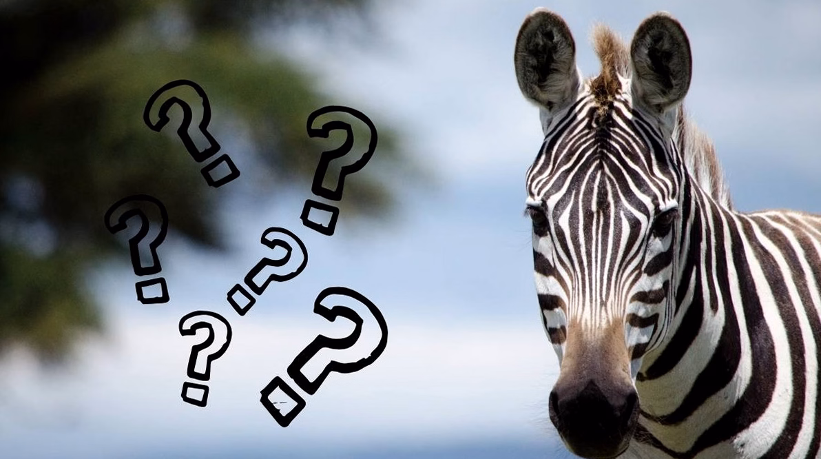 Meme Smart : qu&rsquo;est-ce que c&rsquo;est vraiment ?